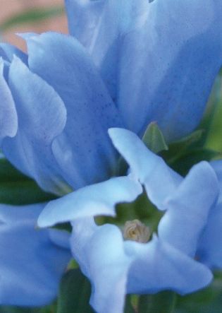 Gentiana Hybride Blue Magic